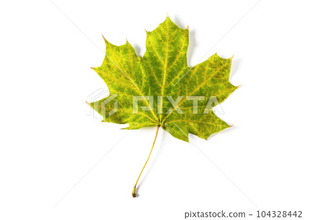 colorful autumn maple leaf isolated on white background colorful autumn maple leaf isolated on white background 104328442