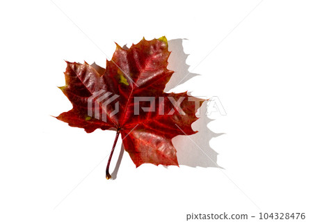 colorful autumn maple leaf with hard light isolated on white background colorful autumn maple leaf with hard light isolated on white background 104328476