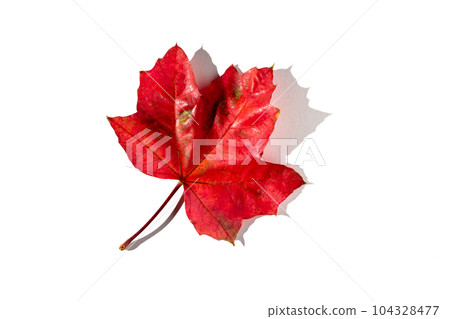 colorful autumn maple leaf with hard light isolated on white background colorful autumn maple leaf with hard light isolated on white background 104328477