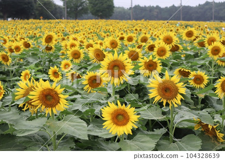 A field of sunflowers Naka Sunflower Festival 104328639