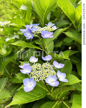 淺紫色的繡球花開始綻放 104329139