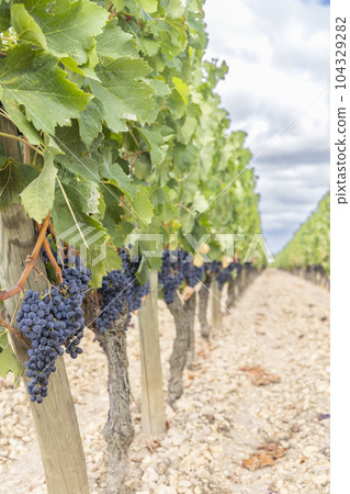 Typical vineyards near Pomerol, Aquitaine, France Typical vineyards near Pomerol, Aquitaine, France 104329282