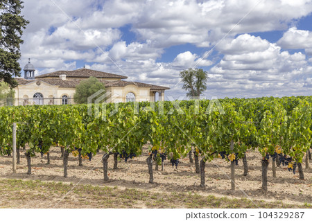 Typical vineyards near Chateau Petrus, Pomerol, Aquitaine, France Typical vineyards near Chateau Petrus, Pomerol, Aquitaine, France 104329287