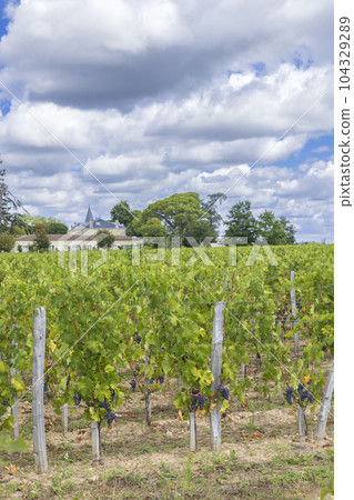 Typical vineyards (1er Grand Cru Classe A) near Chateau Cheval Blanc, Saint-Emilion, Aquitaine, France Typical vineyards (1er Grand Cru Classe A) near Chateau Cheval Blanc, Saint-Emilion, Aquitaine, France 104329289
