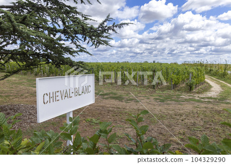 Typical vineyards (1er Grand Cru Classe A) near Chateau Cheval Blanc, Saint-Emilion, Aquitaine, France Typical vineyards (1er Grand Cru Classe A) near Chateau Cheval Blanc, Saint-Emilion, Aquitaine, France 104329290