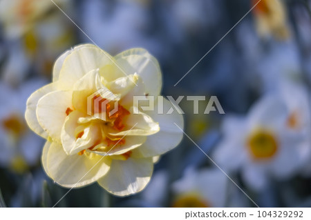 Macro shot of Narcissus jonquilla, rush narcis or jonquil, Keukenhof flower garden, Lisse, Netherlands 104329292