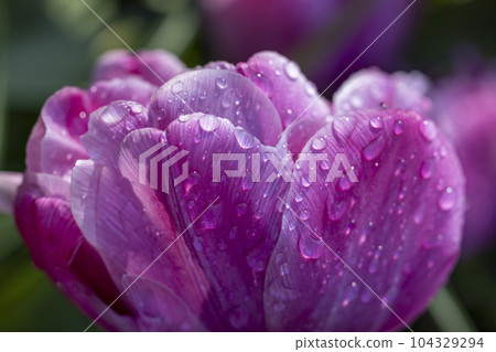Macro shot of tulip with water drops, Keukenhof flower garden, Lisse, Netherlands Macro shot of tulip with water drops, Keukenhof flower garden, Lisse, Netherlands 104329294