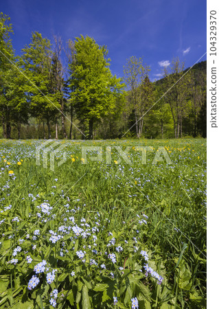 Spring flower in Triglavski national park, Slovenia 104329370