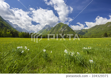 Spring flower in Triglavski national park, Slovenia 104329371