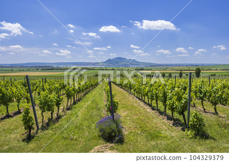 Vineyards under Palava near Sonberk, Southern Moravia, Czech Republic Vineyards under Palava near Sonberk, Southern Moravia, Czech Republic 104329379