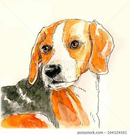 比格犬 比格犬 104329381
