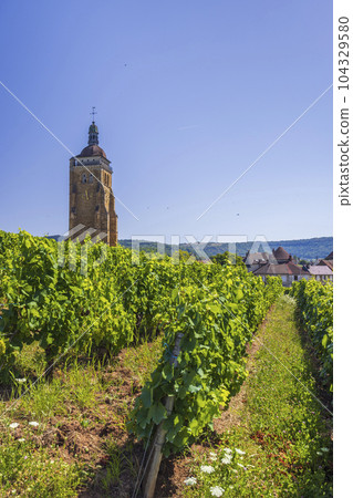 Vineyards with Arbois church, Department Jura, Franche-Comte, France 104329580