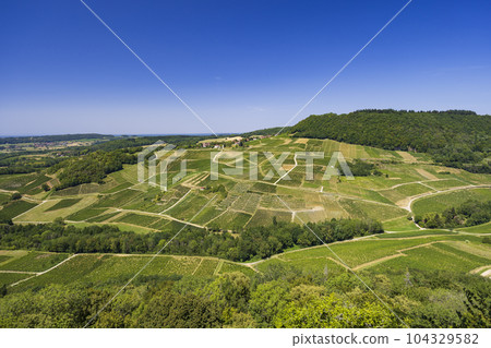 Vineyards near Chateau Chalon, Department Jura, Franche-Comte, France 104329582