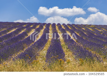 Lavender field near Montbrun les Bains and Sault, Provence, France 104329585