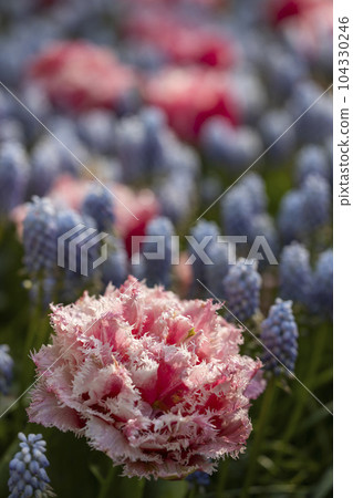 Macro shot of tulip with water drops, Keukenhof flower garden, Lisse, Netherlands Macro shot of tulip with water drops, Keukenhof flower garden, Lisse, Netherlands 104330246