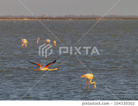 Flamingo in Parc Naturel regional de Camargue, Provence, France 104330302