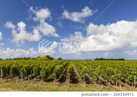 Vineyards with Chateau Cos d'Estournel, Bordeaux, Aquitaine, France 104330471