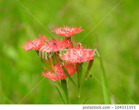 ``Ogura Sennou'' (Ogura Senno) with red flowers that look like they were torn apart in summer ``Ogura Sennou'' (Ogura Senno) with red flowers that look like they were torn apart in summer 104331355