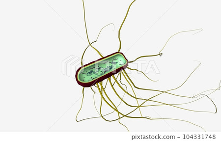 Salmonella is the name of a group of bacteria. 104331748