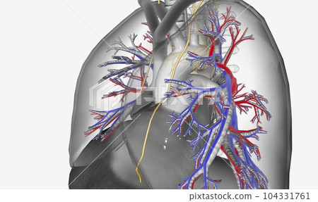 The respiratory system is innervated by the autonomic nervous sy 104331761