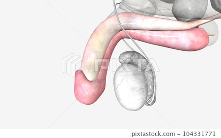 The penis is the largest part of the external male genitals 104331771