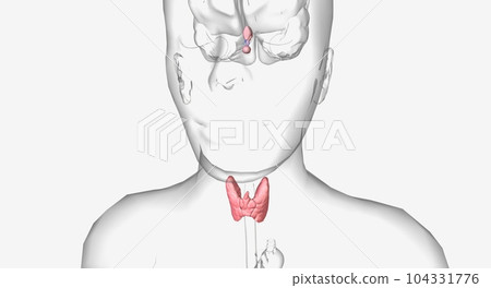 The thyroid is a gland at the base of the neck that helps regulate metabolism. The thyroid is a gland at the base of the neck that helps regulate metabolism. 104331776