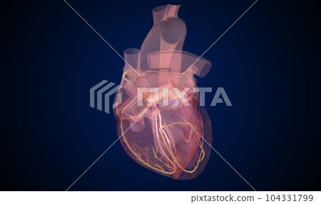 Conduction System with Normal Heart Beat 104331799