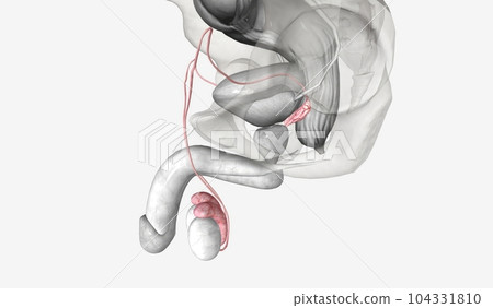 Sperm pathway in the male reproductive system 104331810