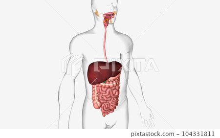 The digestive system consists of the gastrointestinal tract and 104331811
