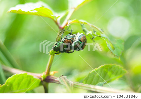 交配陰蒂 交配陰蒂 104331846