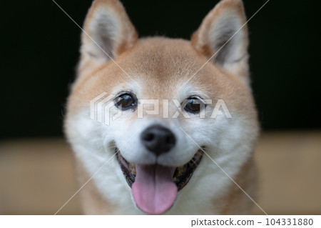 Shiba Inu laughing on a bench Akane Shiba Inu laughing Shiba Inu with a cute smile 104331880