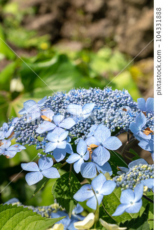 繡球花 植物 花 hydrangea flower アジサイ あじさい 104331888