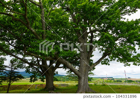 Three oak trees that have become two 104331896