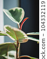 Red bud of ficus tineke in focus with blurred background 104332119