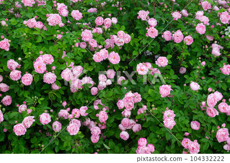Pink blooming roses background. Peony roses. Pink blooming roses background. Peony roses. 104332222