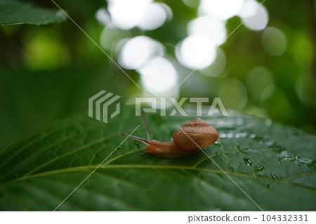 Snails on snails Snails on snails 104332331