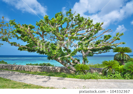 [Okinawa Sea and Banyan Tree] Bise, Motobu-cho, Kunigami-gun, Okinawa Prefecture 104332367