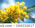 Yellow flowers of acacia mimosa tree on bright sunny blue sky background. Spring holiday concept 104332617