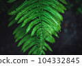 Emerald green fern leaf in dark forest 104332845