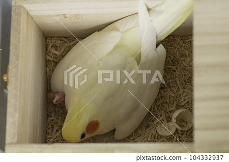 一隻玄鳳鸚鵡正在哺育剛孵出的小雞 一隻玄鳳鸚鵡正在哺育剛孵出的小雞 104332937