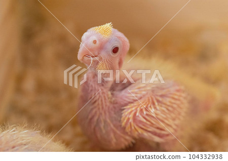 2 周大玄鳳鸚鵡 (rutino) 小雞 2 周大玄鳳鸚鵡 (rutino) 小雞 104332938