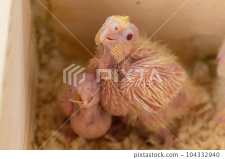 2 week old cockatiel (rutino) chick 104332940