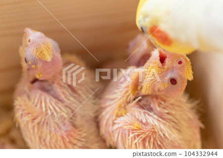 玄鳳鸚鵡雛鳥由父母餵養 玄鳳鸚鵡雛鳥由父母餵養 104332944