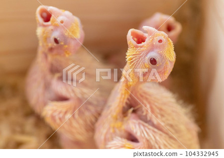 Cockatiel chick begging for food 104332945