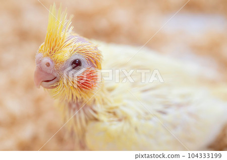 3 周大玄鳳鸚鵡 (rutino) 小雞 3 周大玄鳳鸚鵡 (rutino) 小雞 104333199