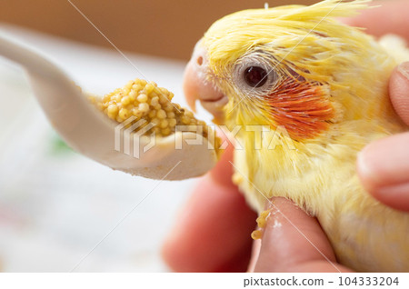 幼年玄鳳鸚鵡用誘餌進食 104333204