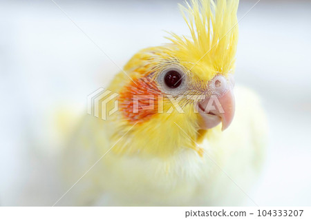 Clearance month old cockatiel Sale