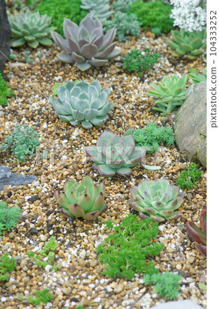 Planting succulent plants 104333252