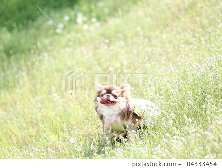 奇瓦瓦 奇瓦瓦 104333454