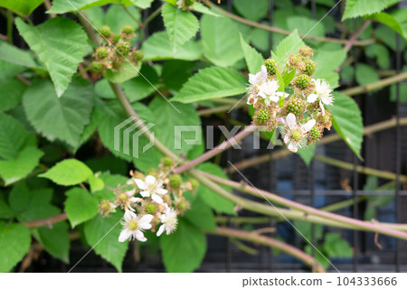 Blackberries with fruit after flowering Blackberries with fruit after flowering 104333666